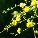 Floraison printanière (8)